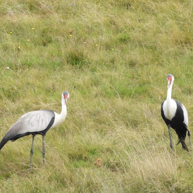 Wattled Crane pair with chick 16 04 2026