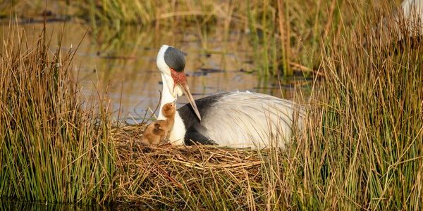 Wattled crane with chick