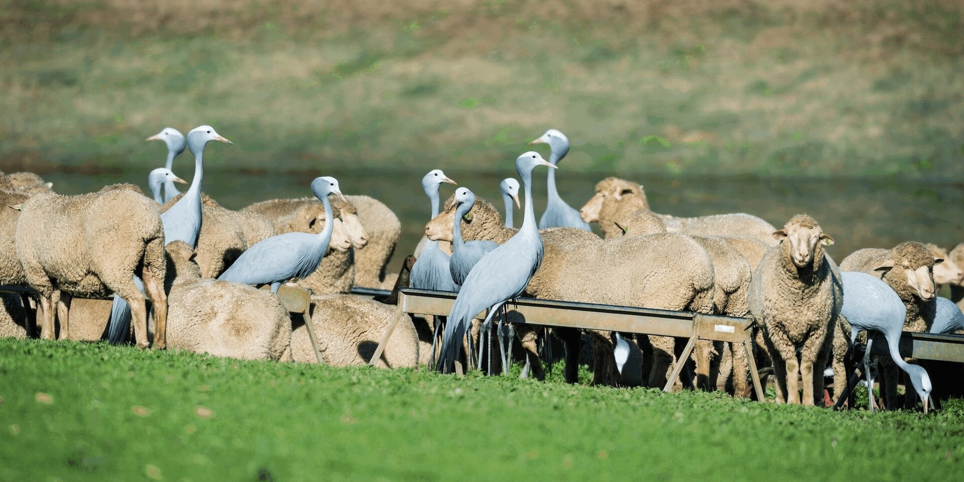 Cranes sharing fodder with sheep